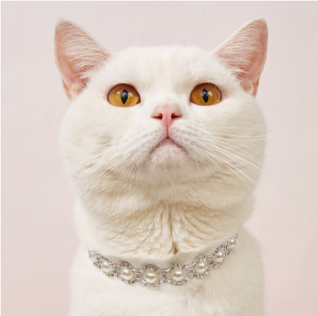 Collier perles & strass pour chien et chat – Élégant