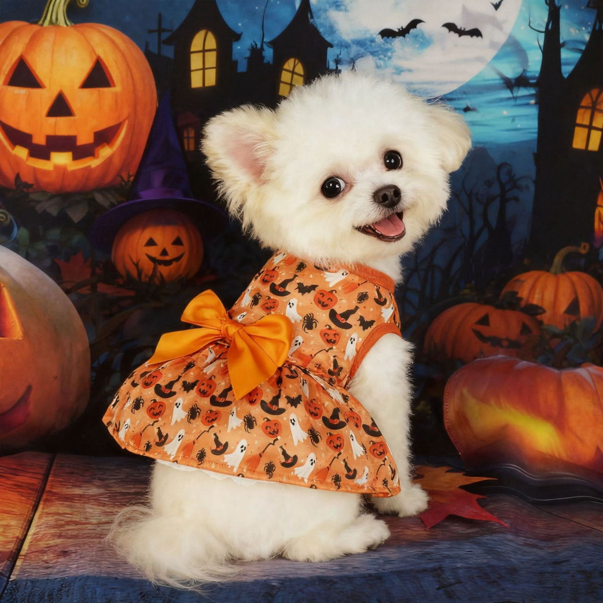 Déguisement Halloween pour chien – Citrouille & chauve-souris