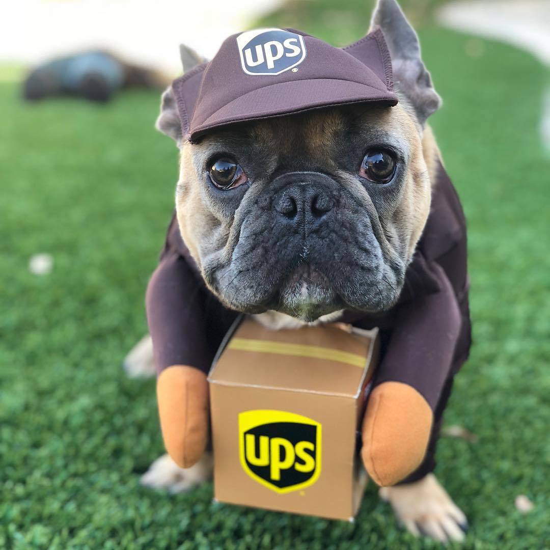 Déguisement Halloween pour petit chien – Style décalé