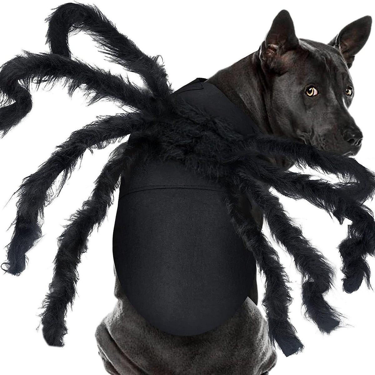 Déguisement Halloween pour chien & chat – Ailes de chauve-souris