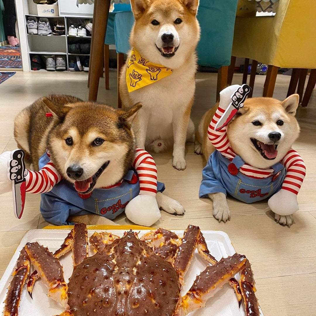 Déguisement Halloween pour petit chien – Style décalé