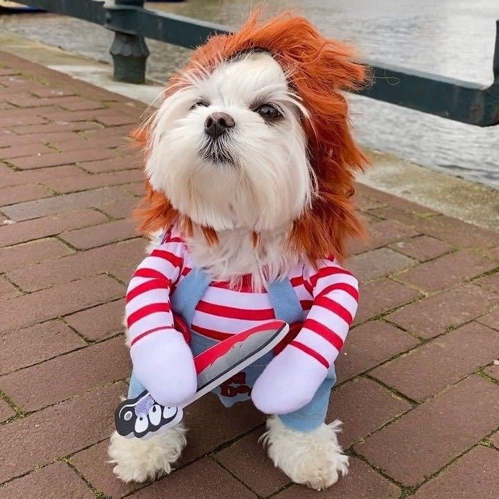 Déguisement Halloween pour petit chien – Style décalé