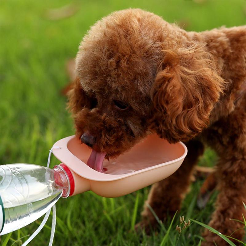 Gourde de voyage pour chien & chat – Eau & alimentation