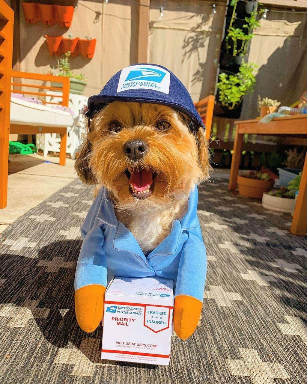 Déguisement Halloween pour petit chien – Style décalé