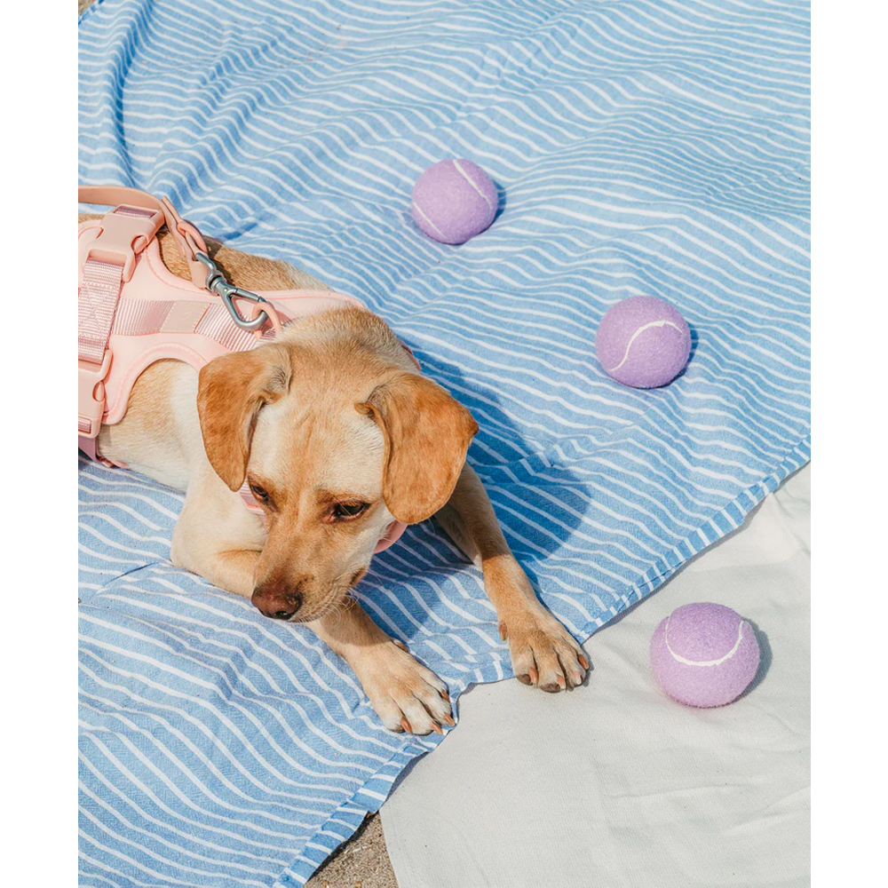 Jouet pour chien en TPR – Balle de lancer