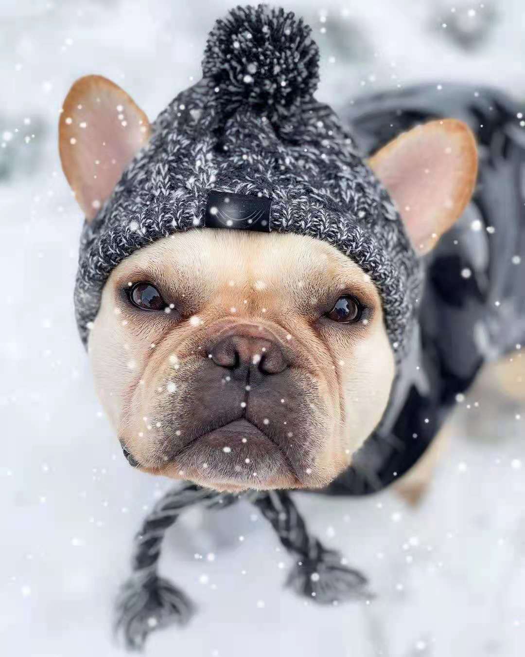 Chapeau tricoté pour chien & chat – Modèles originaux