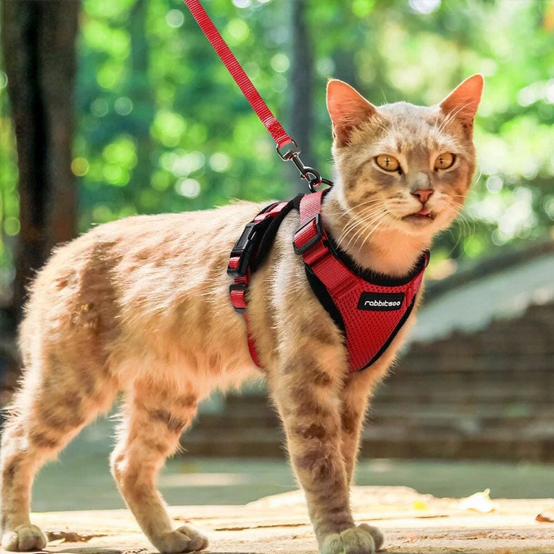 Harnais avec laisse pour chat – Réfléchissant et anti-fugue