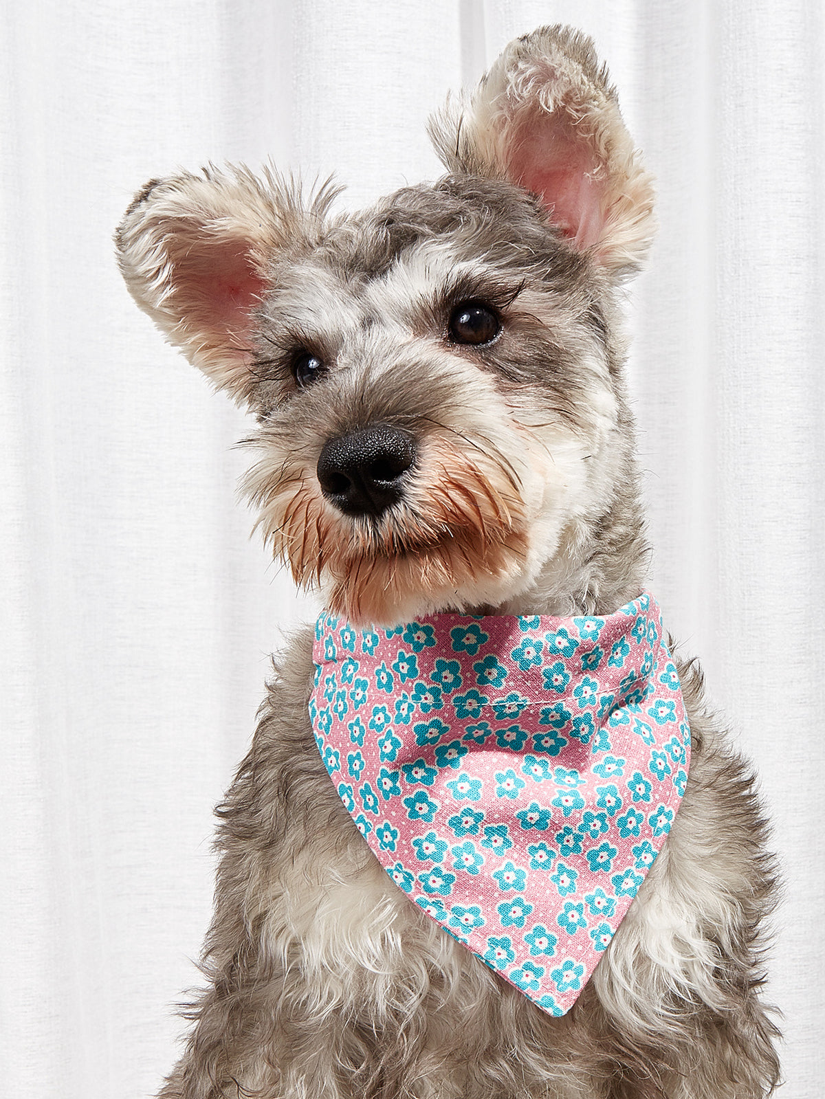 Bandana pour chien & chat – Foulard en coton