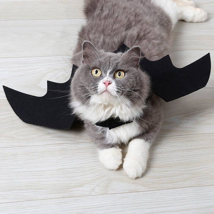 Ailes de chauve-souris Halloween pour chat